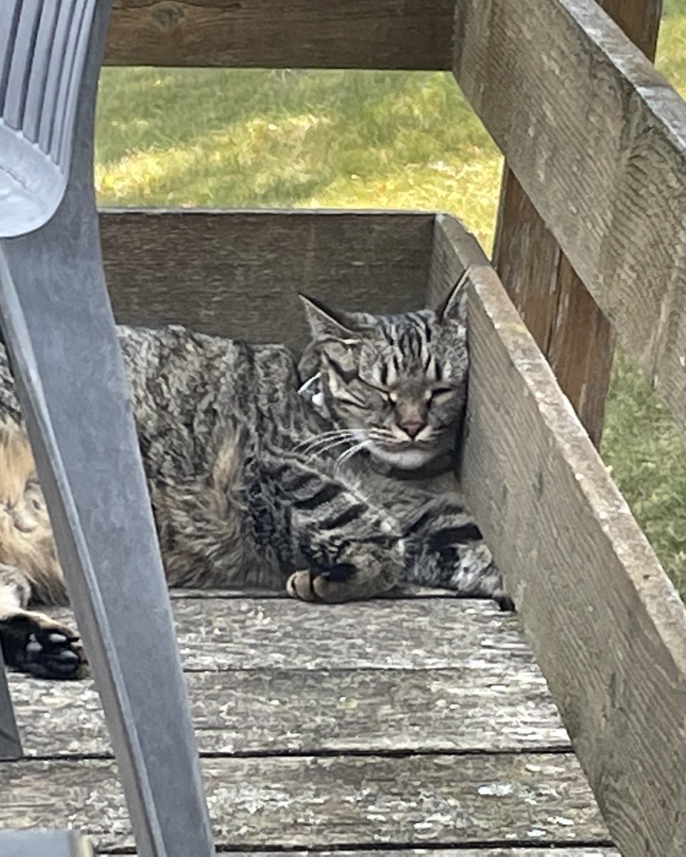 Cute cat named ReyRey