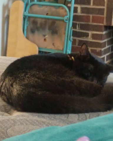 Cute tabby named batty