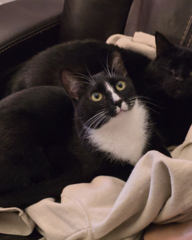 Cute Tuxedo named Ozzie
