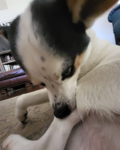 Cute 1/4 Chihuahua 3/4 Queensland healer named Billy