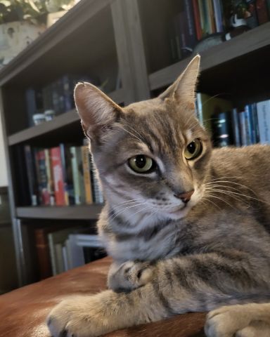 Cute Tabby named Jack