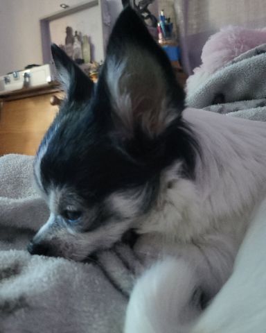 Cute chihuahua named lulu