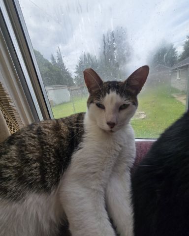 Cute cat named ✨️Zombie ✨️