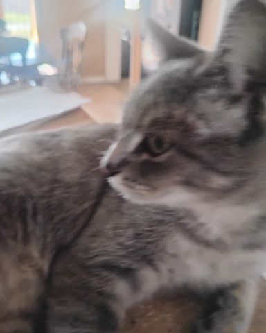 Cute cat named Bell