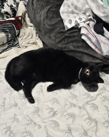 Cute cat named Balerion