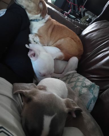 Cute beagle Pomeranian and chihuahua named Lucy