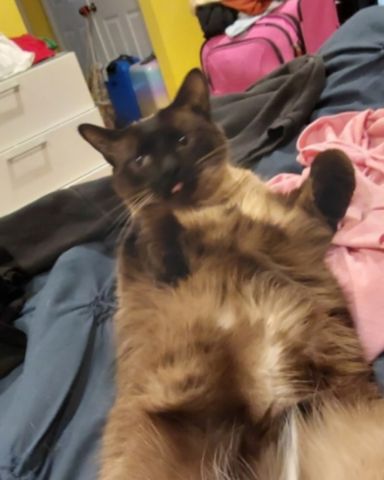 Cute Siamese named stub tail Stella🙃😎 (twin of Luna)