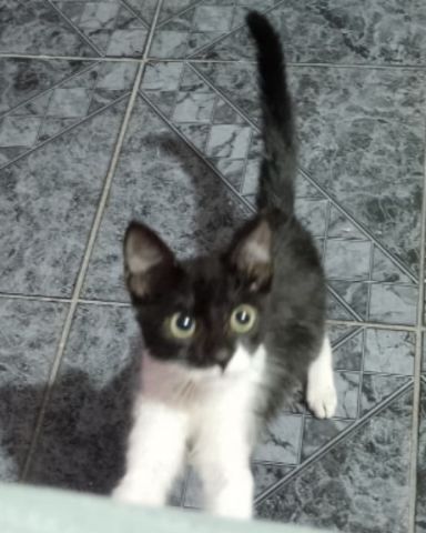 Cute cat named Silvestre