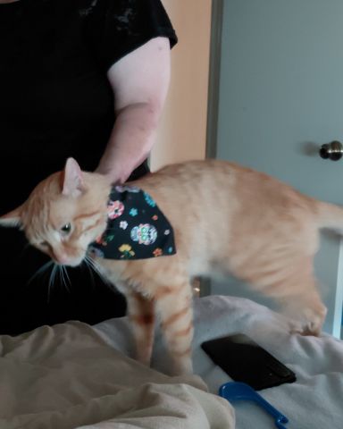 Cute Orange tabby named Phenyx