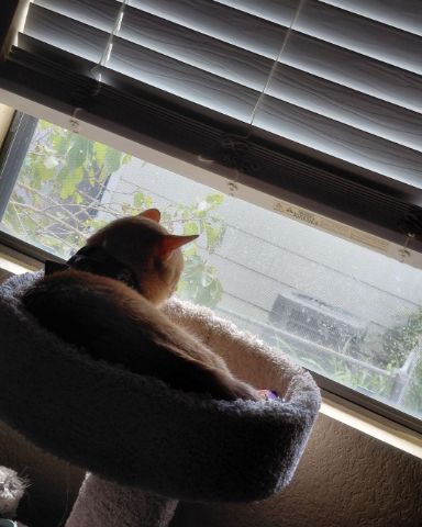 Cute Orange tabby named Phenyx