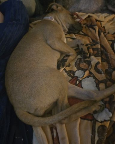 Cute Pinball pup named Marvel