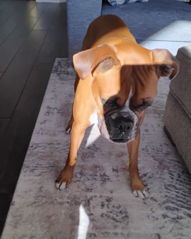 Cute Boxer named Niya