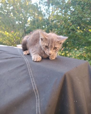 Cute domestic short-haired named peanut