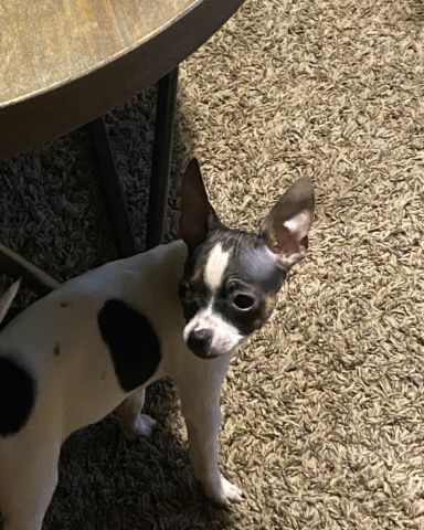 Cute female Chihuahua named moo moo