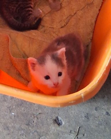 Cute cat named cloud