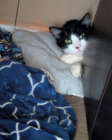 Cute tuxedo named Poe