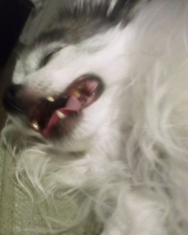 Cute Long Hair Chihuahua named Patches