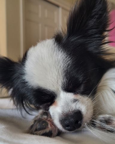 Cute Long haired Chihuahua named Danny