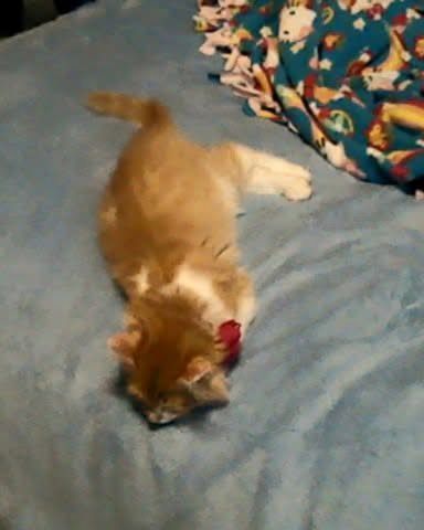 Cute cat named Lucky