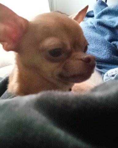Cute chihuahua named Gizmo
