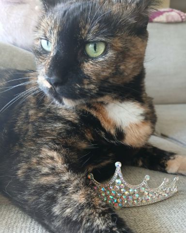 Cute tortoise shell (tortie) named Sprinkles
