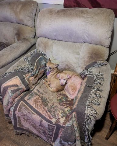 Cute dog named Sammy
