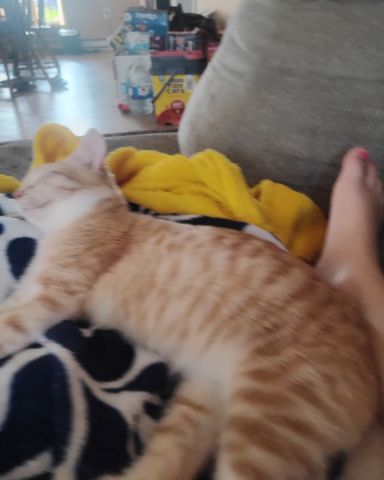 Cute cat named Zack
