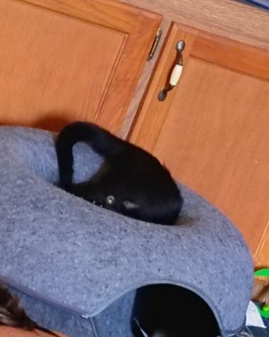 Cute Black Kitty named Wendsday