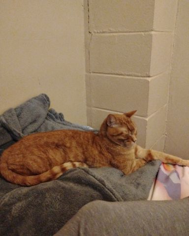 Cute cat named Tiger