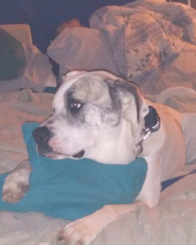 Cute Great Dane Mix named Ladybug