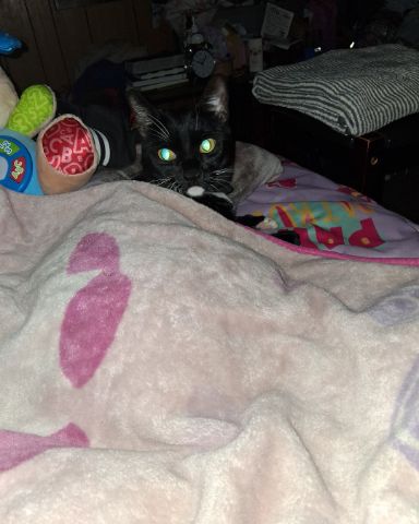 Cute Tuxedo named Angel