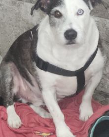 Cute terrier named Willie