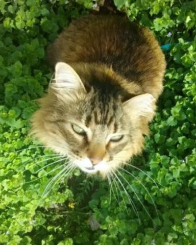 Cute Norwegian Forest Cat named Hot Tamale/Mollie