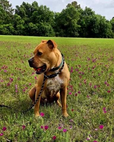 Cute boxer mix named Tater