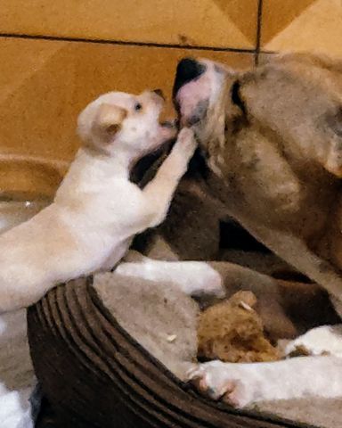 Cute Chihuahua mix and Bully named Happy and Big Buck