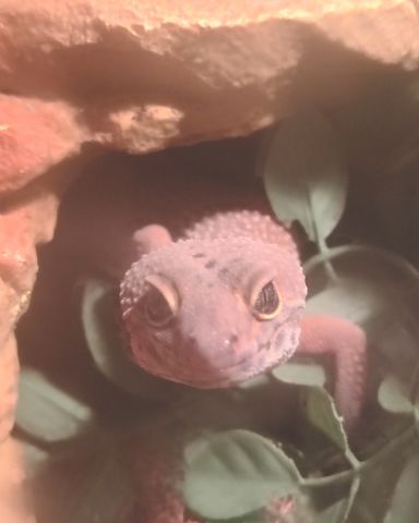 Cute gecko lizard named toothless