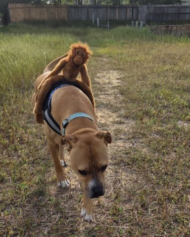 Cute boxer mix named Tater