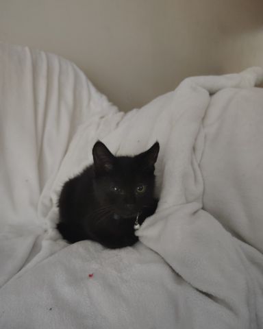 Cute cat named Fish