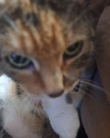 Cute calico named Tiana