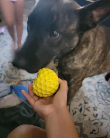 Cute Dutch shepherd named raya
