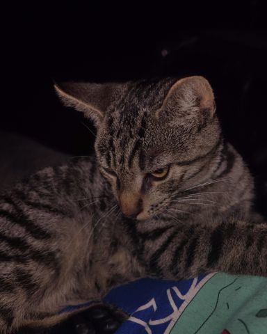 Cute domestic short hair named Zeus