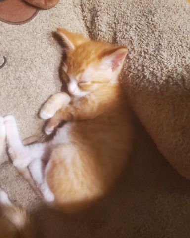 Cute cat named Loner\stoner