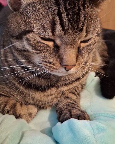 Cute cat named brimstone
