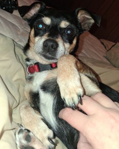 Cute Miniature pinscher named Turbo