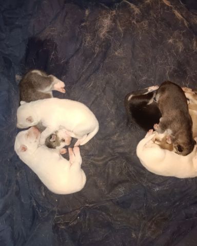 Cute Siberian Husky and German Shepard mix named Puppies