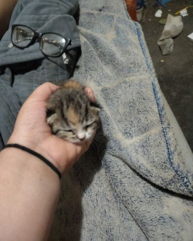 Cute cat named China