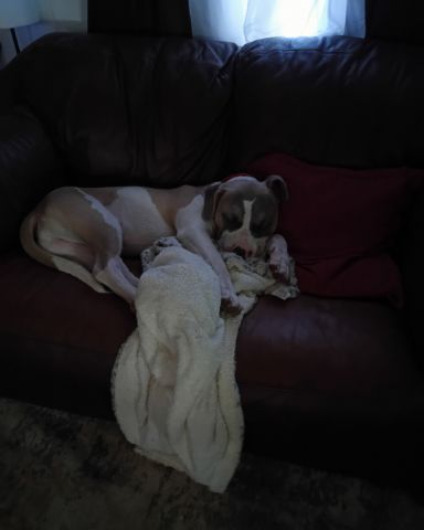 Cute dog named Drew and Raymond