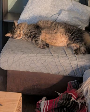 Cute cat named Schmidt