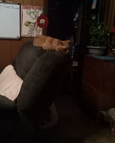 Cute tabby named Tiger