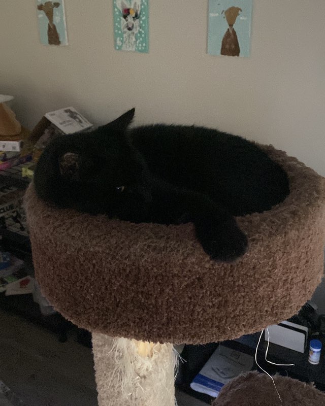 Cute Idk named Dexter